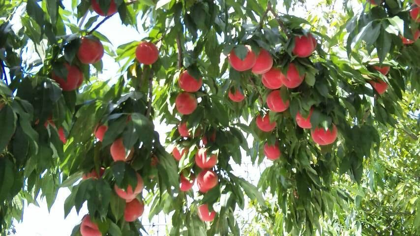 三戸町の桃🍑が最盛期を迎えました✨